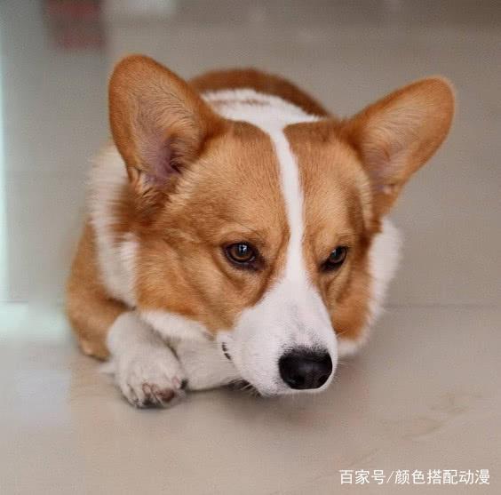 猫眼周围猫发黄什么原因?揭秘猫咪健康的秘密信号