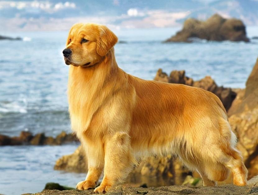 猫脱水半天死了,什么原因?揭开脱水背后的真相